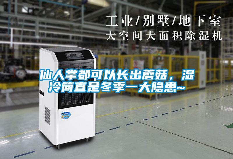 仙人掌都可以長(zhǎng)出蘑菇，濕冷簡(jiǎn)直是冬季一大隱患~