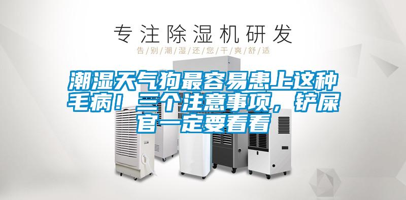 潮濕天氣狗最容易患上這種毛??！三個(gè)注意事項(xiàng)，鏟屎官一定要看看