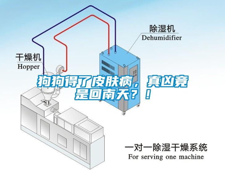 狗狗得了皮膚病，真兇竟是回南天？！