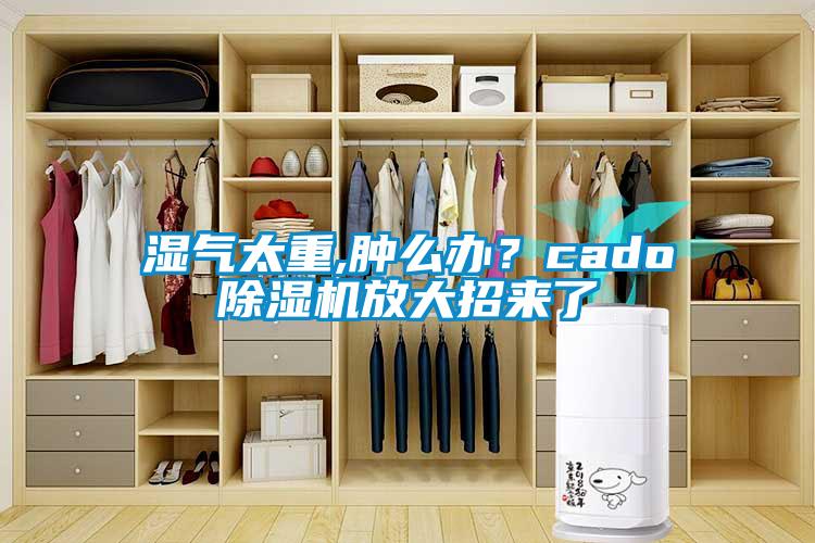 濕氣太重,腫么辦？cado除濕機(jī)放大招來了