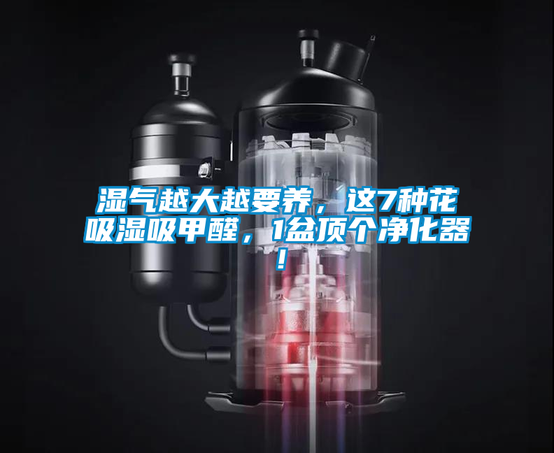 濕氣越大越要養(yǎng)，這7種花吸濕吸甲醛，1盆頂個凈化器！